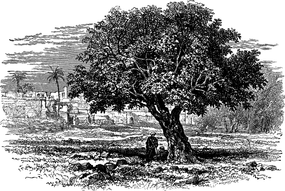 Fig Tree