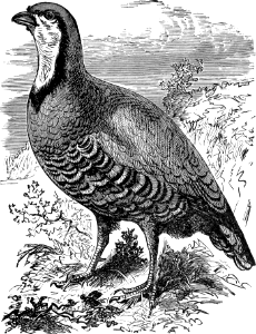 The Partridge that Feeds on Rich Lands