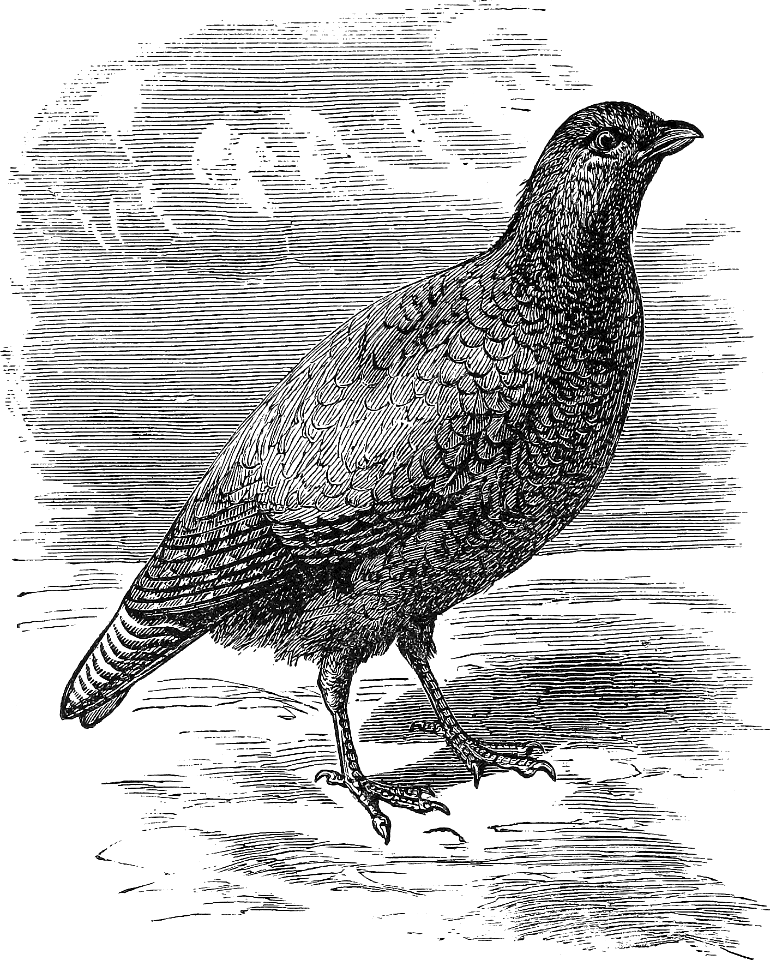 The Partridge that Feeds on poor Soil