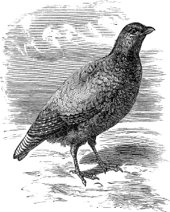 The Partridge that Feeds on poor Soil