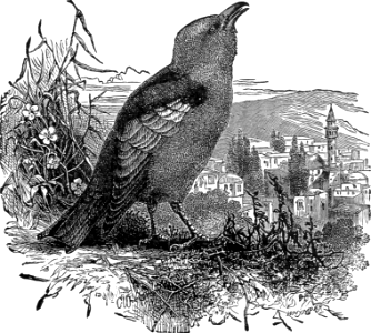 The Roller Bird