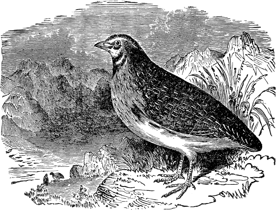 Quail