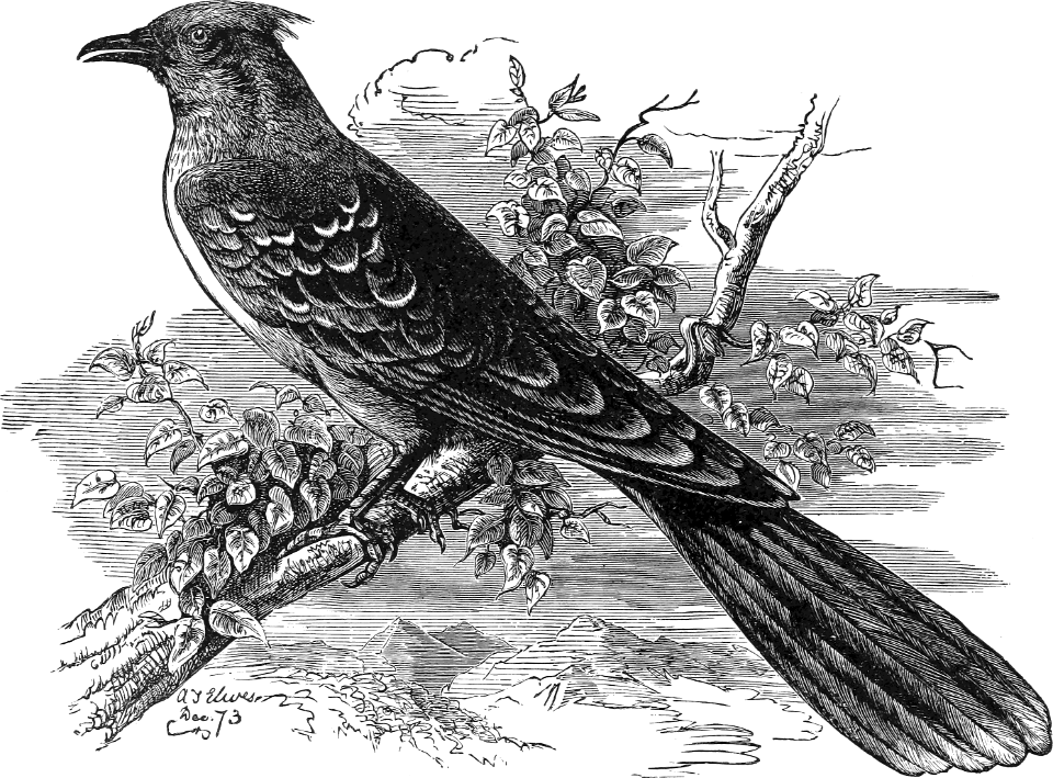 Great Spotted Cuckoo