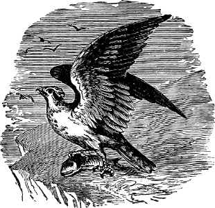 Fish Hawk