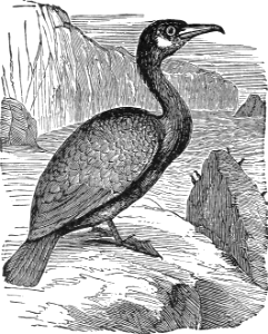 Cormorant. Free illustration for personal and commercial use.