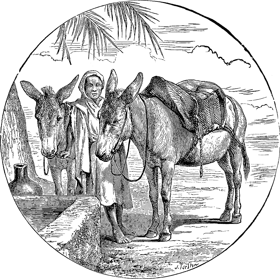 Eastern Asses