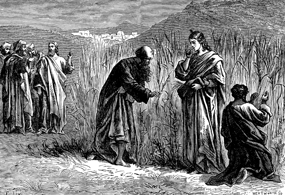 19 The Disciples eating from the Cornfield on the Sabbath day