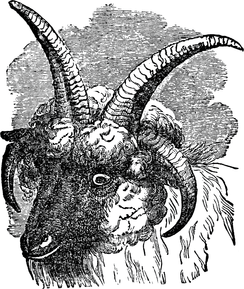 Rams head