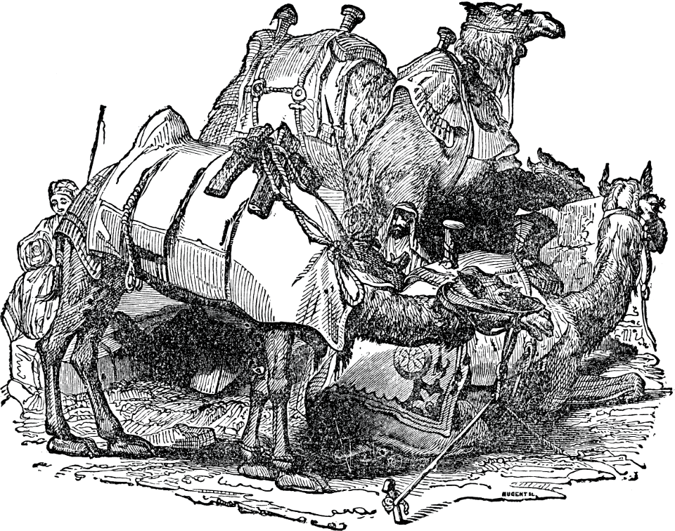 Camels