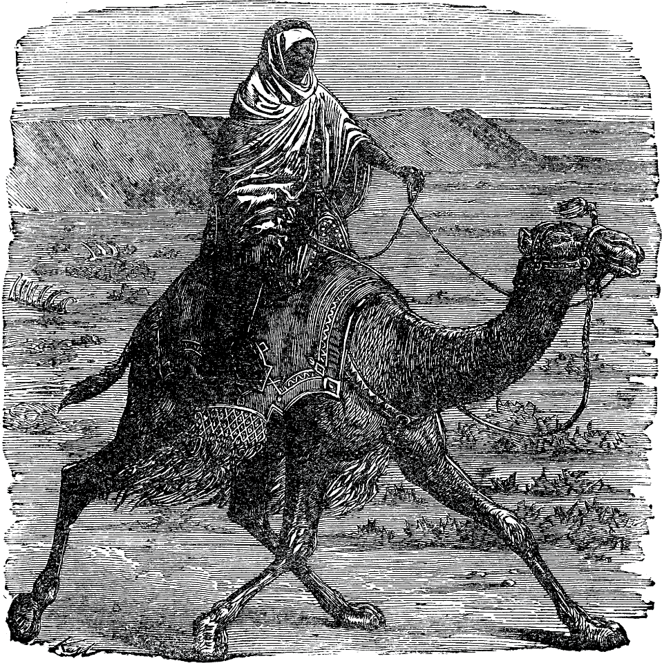 Riding a Camel