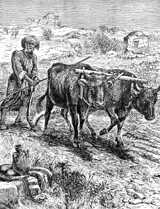 30 Elisha ploughing in Canaan. Free illustration for personal and commercial use.