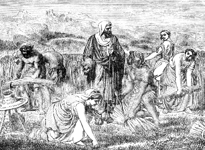 42 Ruth gleaning in the field of Boaz