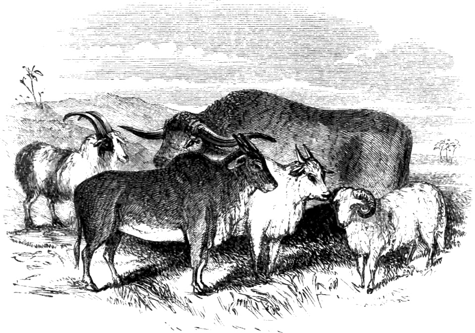 Oriental Cattle