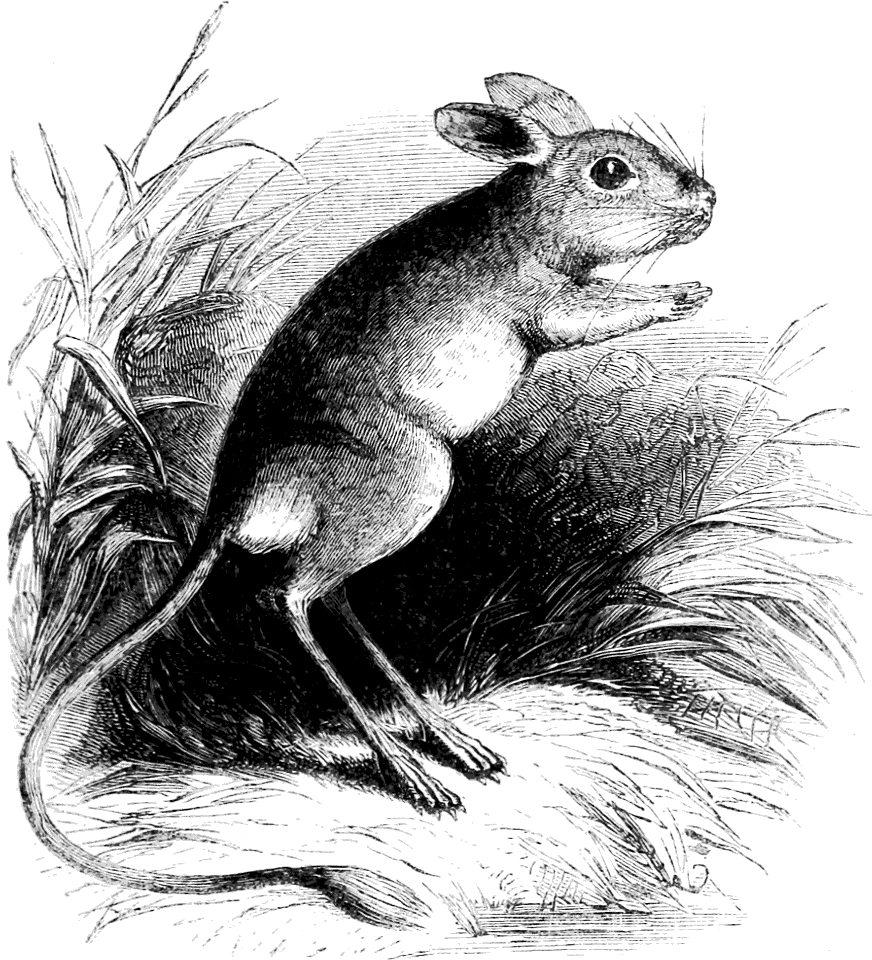 Jerboa
