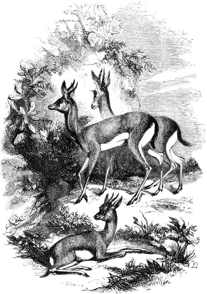 Gazelle