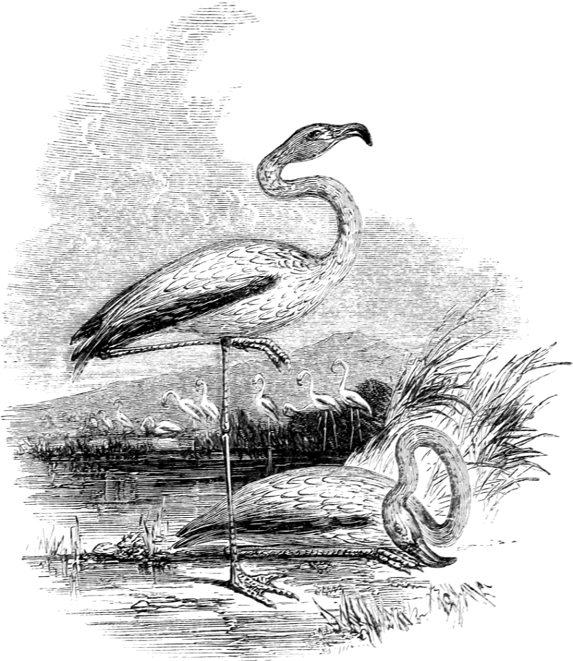 Flamingo