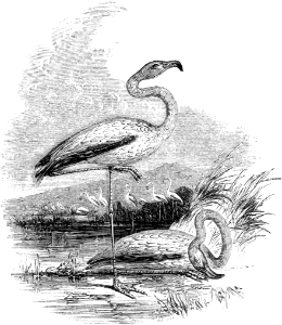Flamingo