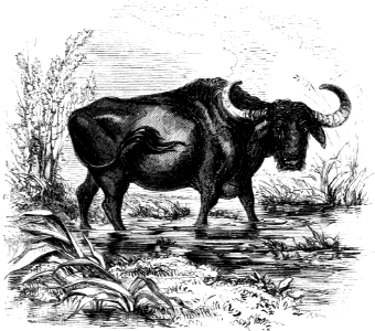 Buffalo