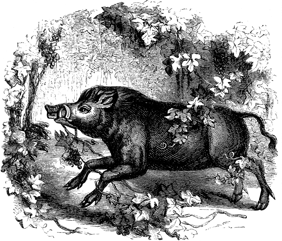 Boar in a Vineyard