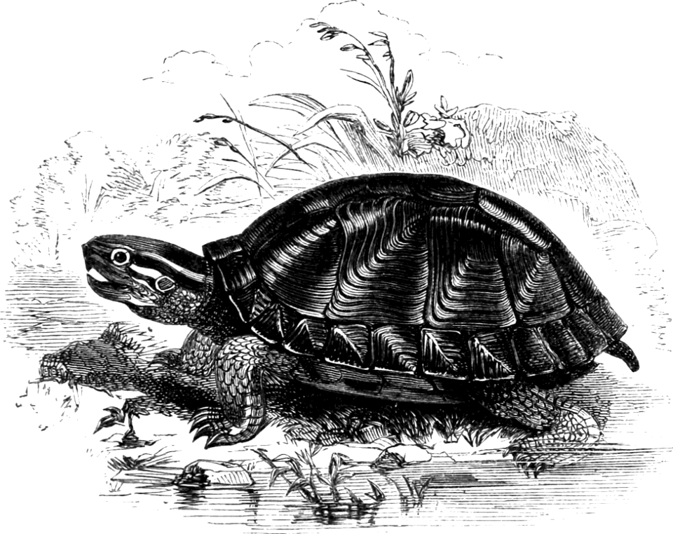 Freshwater Tortoise - Free Stock Illustrations | Creazilla