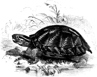 Freshwater Tortoise