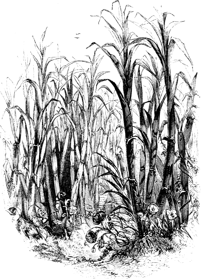 Sugar Canes and Poppies