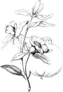 Pomegranate
