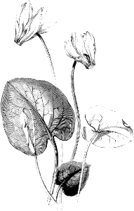Persian Cyclamen