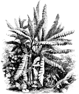 Oriental Vegetation