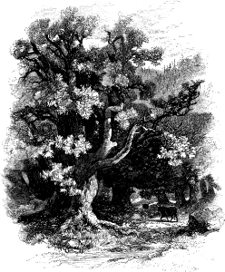 Oaks of Bashan