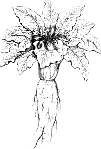Mandrake