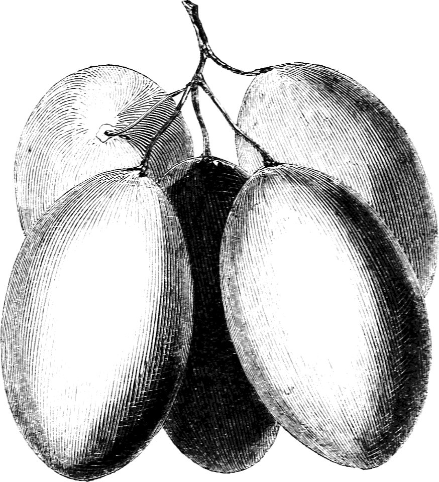 Grapes of Palestine