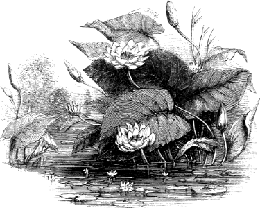 Lotus Lily