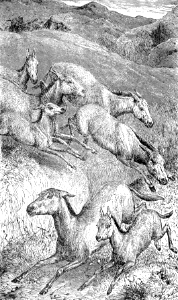 Wild Asses of Syria