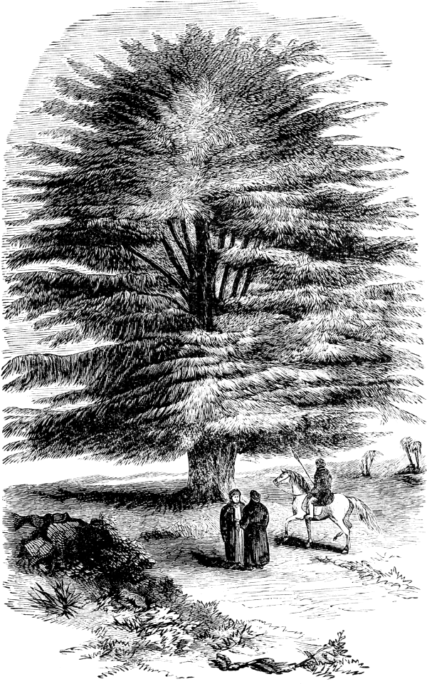 Cedar of Lebanon