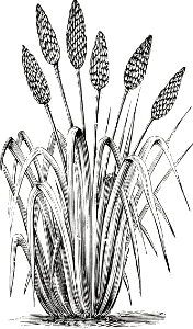 Wild Grass Bunch