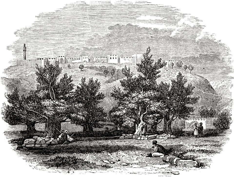 03 Olive trees standing in the Garden of Gethsemane