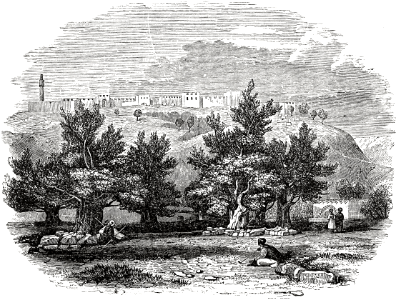 03 Olive trees standing in the Garden of Gethsemane