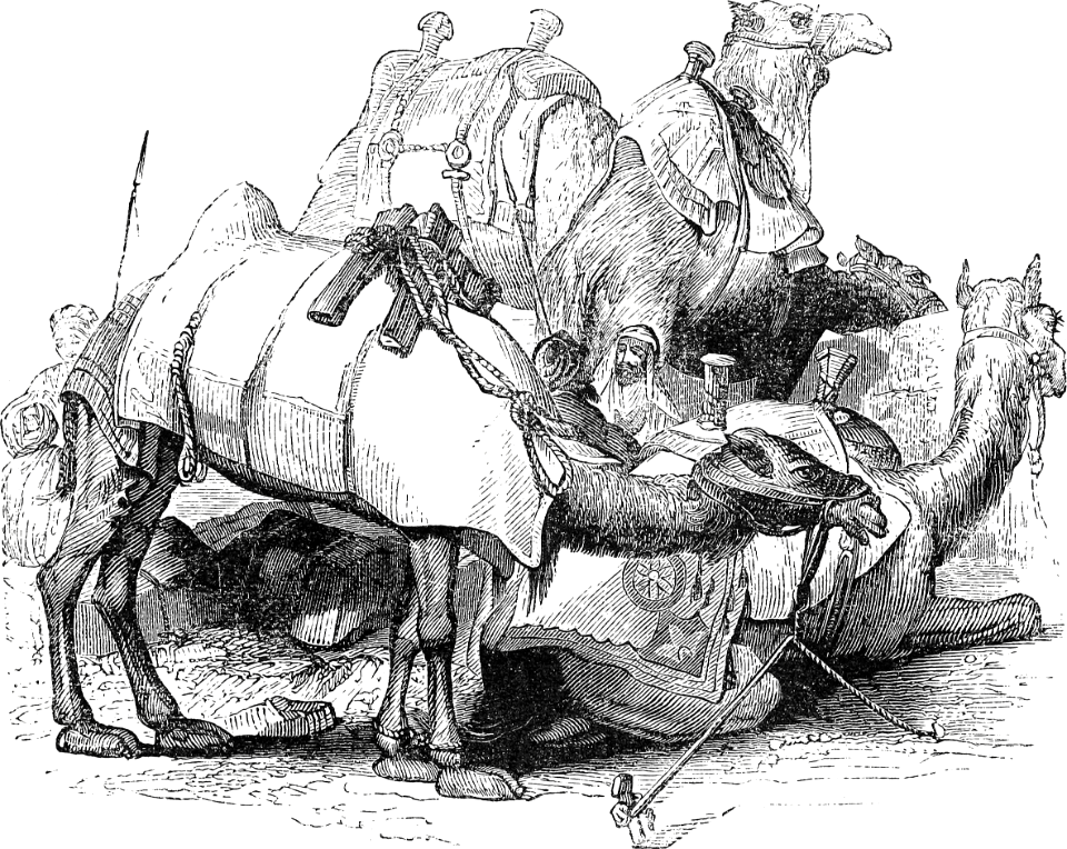 Camels