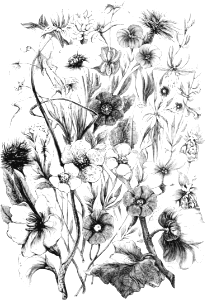 Flowers of the Field - gathered in Galilee. Free illustration for personal and commercial use.