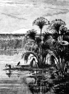 Papyrus Reeds on the Upper Jordan