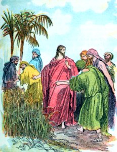 12 The Disciples plucking Corn on the Sabbath
