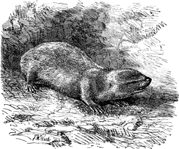 Mole-Rat (Leviticus 11 v29-30)