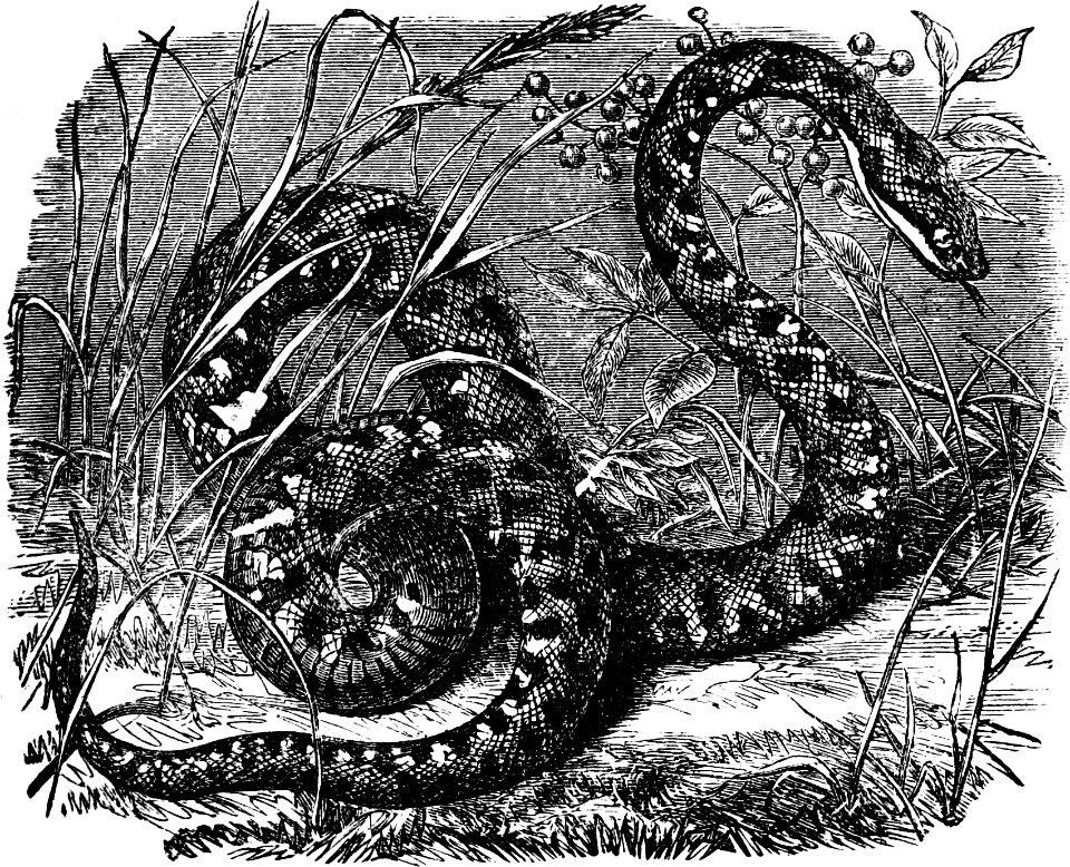 Toxicoa (Viper) (Job 20 v16)