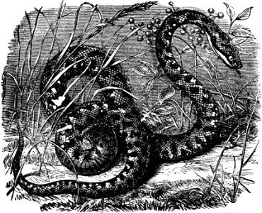 Toxicoa (Viper) (Job 20 v16)