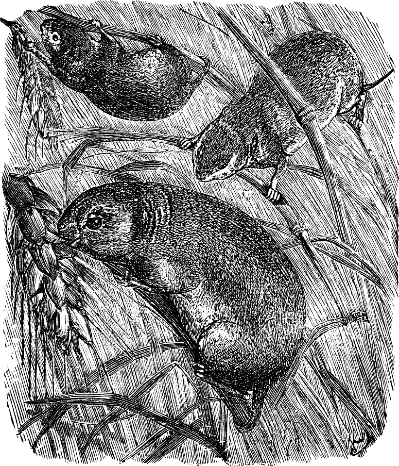 Field-Mouse (1 Samuel 6 v5)