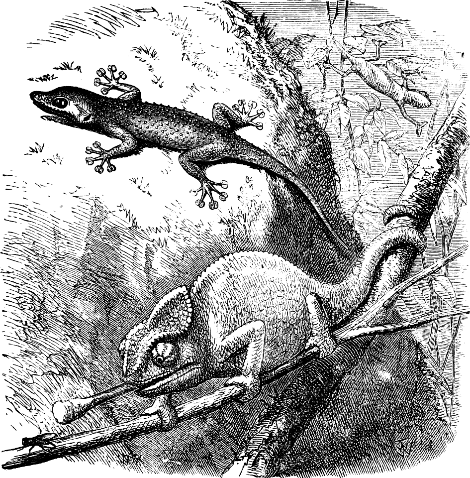 Gecko and Chameleon (Leviticus 11 v30)