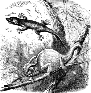 Gecko and Chameleon (Leviticus 11 v30)