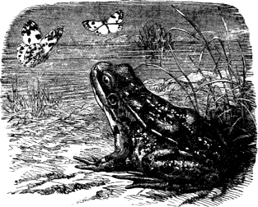 Frog (Exodus 8 v3)