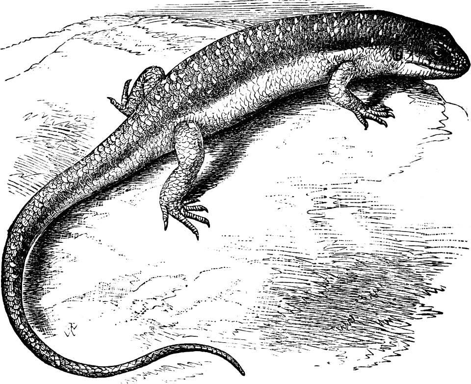 Cyprius or Lizard (Leviticus 11 v30)